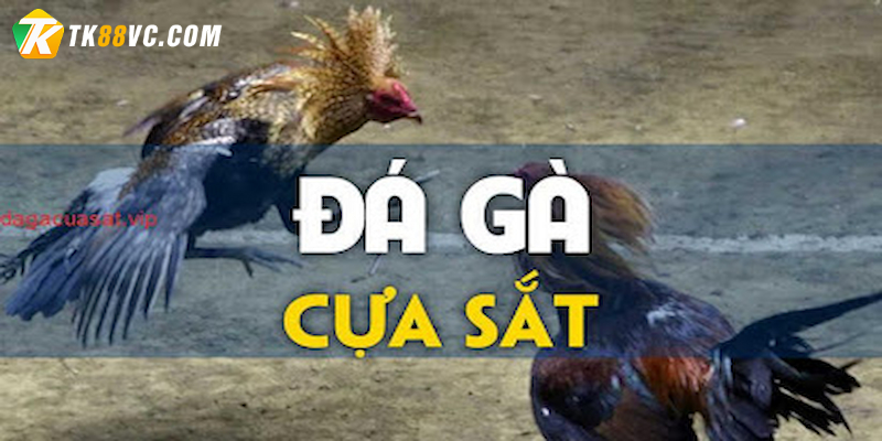 Đá gà cựa sắt là gì?